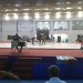 Luttes:Samedi 11 janvier au Gymnase de Lutte et Judo Début tonitruant du Tournoi Extrême Wrestling championship.