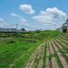 Infrastructure:Le stade Papa Kitemoko de Mbanza-Ngungu dans un état piteux.
